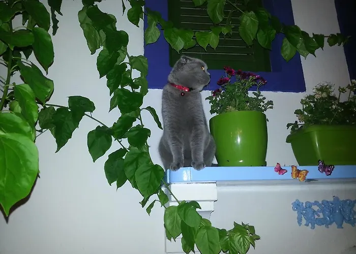 Cemil Ipekci Αλικαρνασσός