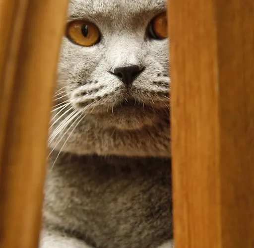 Cemil Ipekci Αλικαρνασσός