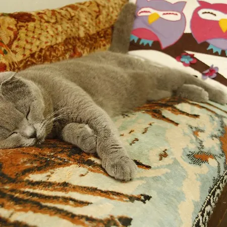 Accommodatie bij particulieren Cemil Ipekci