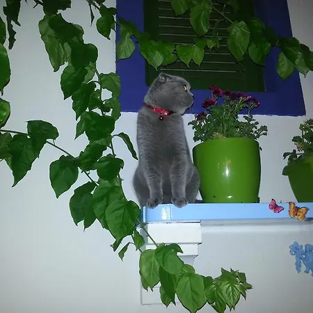 Cemil Ipekci בודרום