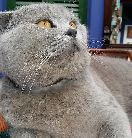 Cemil Ipekci בית אירוח