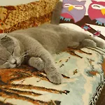 בית אירוח Cemil Ipekci