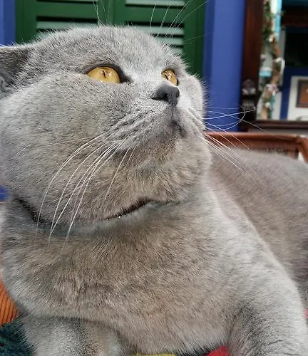 Cemil Ipekci Homestay szállás